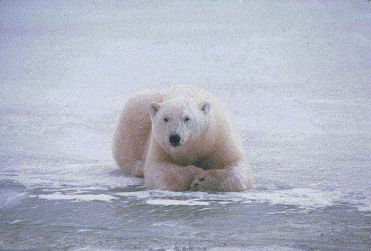 следующая -->